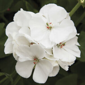 Geranium 'Rocky Mountain™' White in a 6" pot showcases stunning white blooms against light green foliage, evoking enchanting charm.
