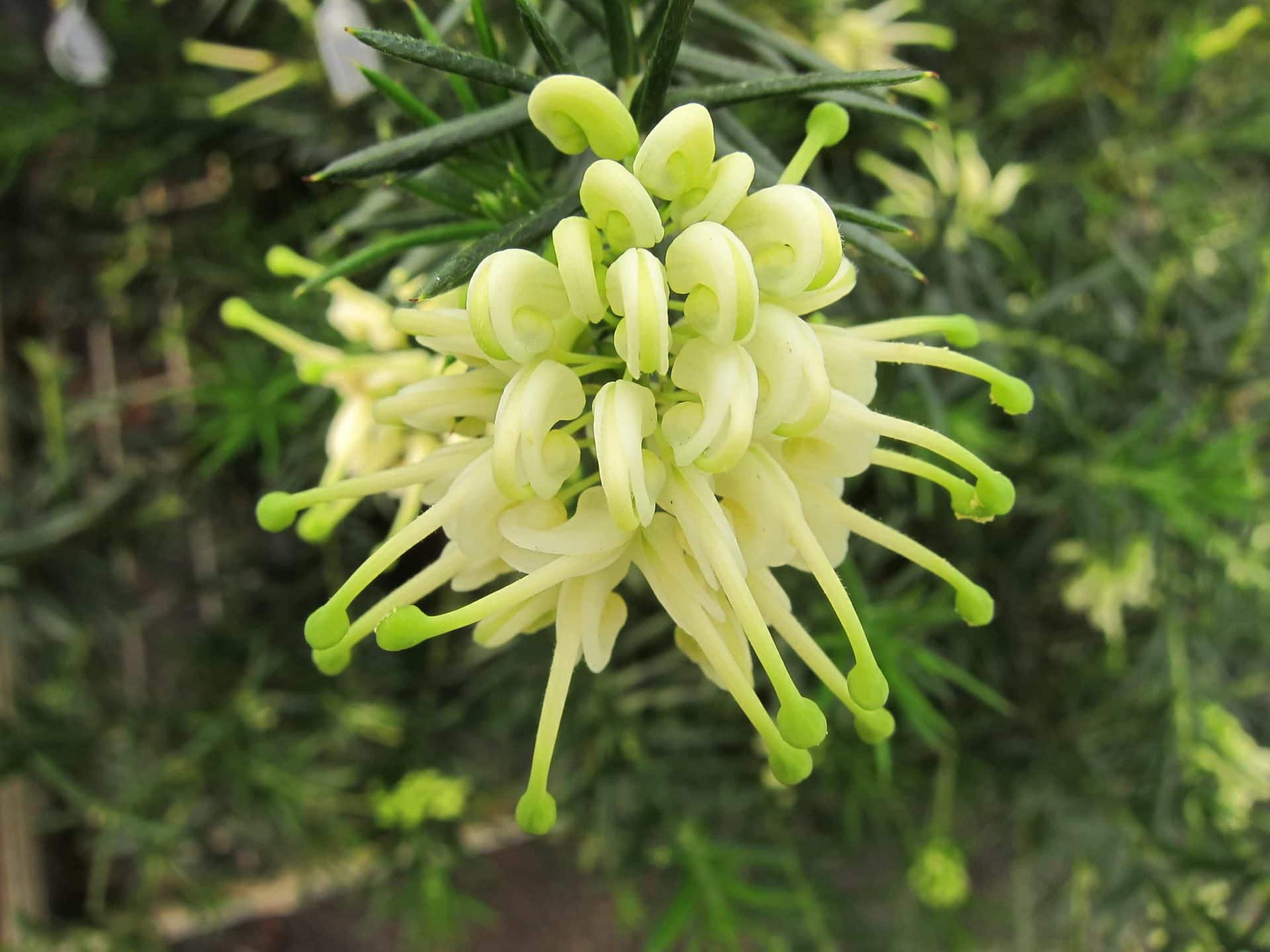 Close-up of a Grevillea 'White Knight' flower with pale yellow, spidery petals and green tips, set against lush green foliage.