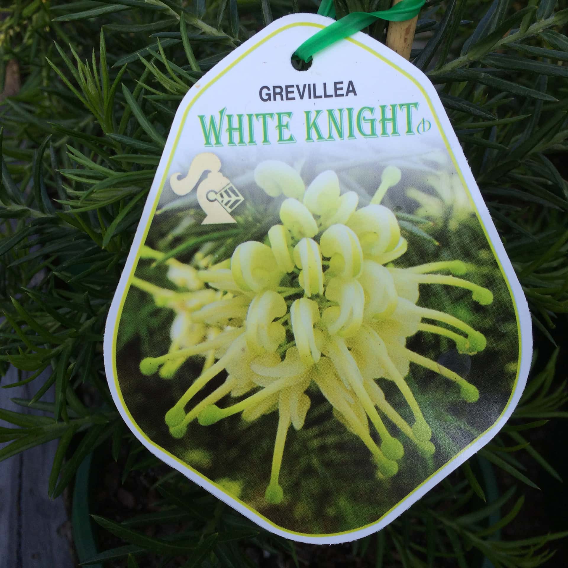 The plant label for Grevillea 'White Knight' 8" Pot features a close-up image showing its pale yellow-green flowers with elongated petals.