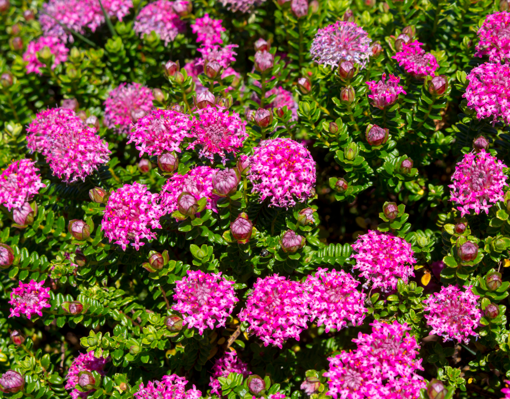Eutaxia 'Bacon and Egg Plant' 6" Pot features clusters of bright pink flowers blooming on dense green foliage, perfect for adding color to your garden.
