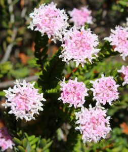 Close-up of several small, pale pink flower clusters on Eutaxia 'Bacon and Egg Plant' in a 6" pot, with green stems and leaves in the background.