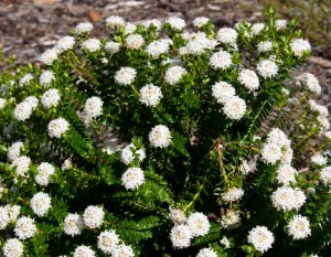 The Eutaxia 'Bacon and Egg Plant' 6" Pot is a green shrub with clusters of small white flowers, perfect for outdoor growth in mulch-covered areas.