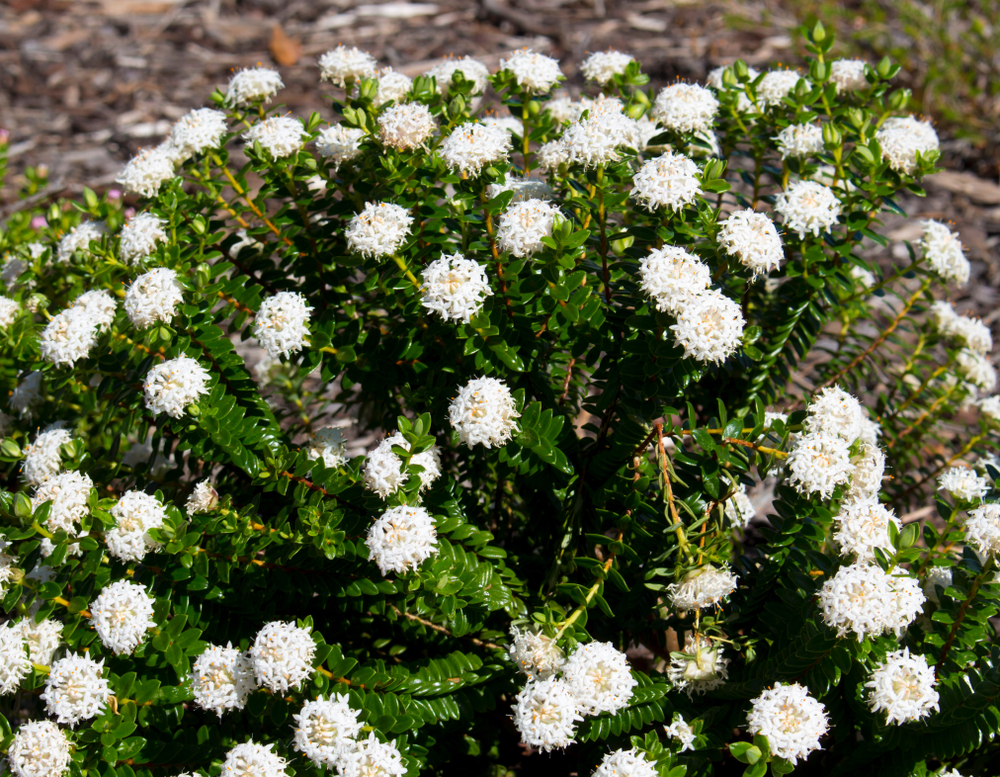 The Eutaxia 'Bacon and Egg Plant' 6" Pot is a green shrub with clusters of small white flowers, perfect for outdoor growth in mulch-covered areas.