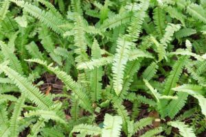 Close-up of verdant Polystichum 'Western Sword Fern' leaves densely packed in a 6" pot.