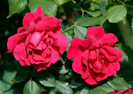 Two Rose 'Paul's Scarlet' Climber plants in full bloom are set among vibrant green foliage.