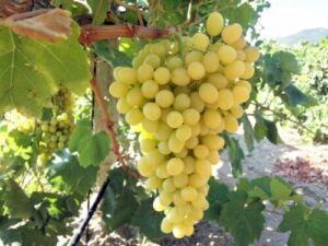 A cluster of Vitis 'Sultana' Table Grapes, ideal for eating or drying into sultanas, hangs from a vine with lush leaves in a sunlit vineyard.