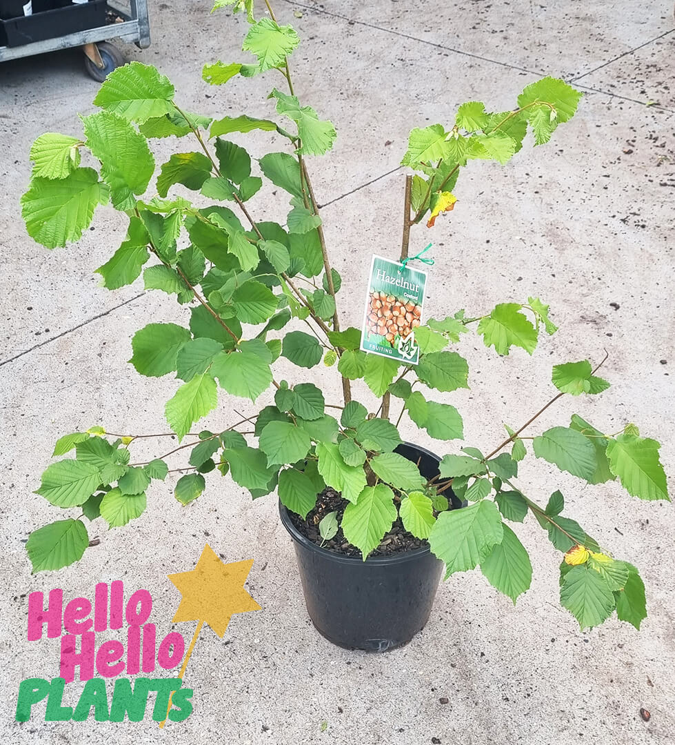 Corylus 'Turkish Cosford' Hazelnut 10" Pot