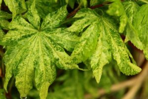 Detailed view of Acer 'Kumoi Nishiki' Japanese Maple leaves, boasting a marbled pattern with jagged edges and textured surface, available in a 13" pot.