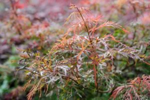 Close-up of the delicate, multi-colored leaves of an Acer 'Baldsmith' Japanese Maple in a 16" pot, showcasing reds, oranges, and greens against a blurred backdrop.