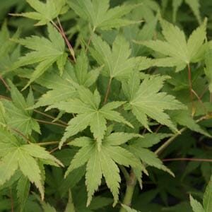 Acer 'Horizontalis' Japanese Maple (Standard) 13" Pot has leaves with serrated edges that flourish in a dense, vibrant display similar to a Japanese maple.