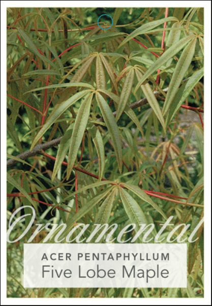 Acer 'Five Lobed' Japanese Maple 16" Pot