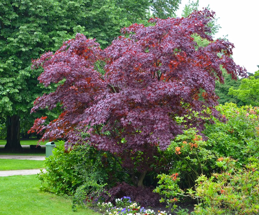 An Acer 'Golden Full Moon Maple' in a Standard 16'' Pot adds vibrant deep red-purple foliage, standing out among green shrubs and flowering plants in the garden.