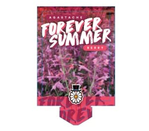 A plant label for Agastache 'Forever Summer Berry' in a 6" Pot, featuring pink agastache flowers and the text "Agastache 'Forever Summer Berry'" in bold white and red letters.