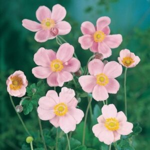Anemone 'Single Pink' Windflower 6" Pot showcases its pink blossoms with yellow centers blooming beautifully against a lush green leafy background.
