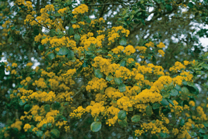 An Azara 'Vanilla Tree' 12" Pot branch displays clusters of small yellow flowers and green leaves against a blurred background.