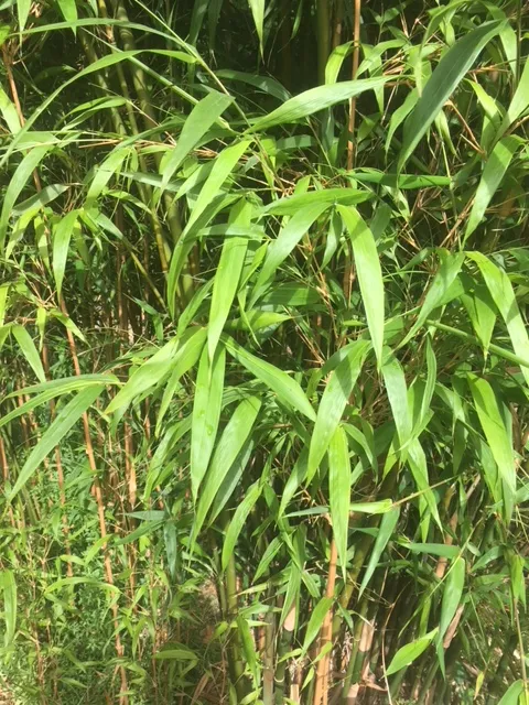 Bambusa 'Taiwan Jade' Bamboo in an 8" pot features tall, green stalks and long, slender leaves, perfect for patios or gardens and thrives outdoors in natural sunlight.