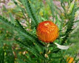 A close-up of an orange Leucospermum flower with spiky green leaves, set against a blurred foliage background, reminiscent of the vibrant Banksia formosa 'Showy Dryandra' in a 6'' pot.