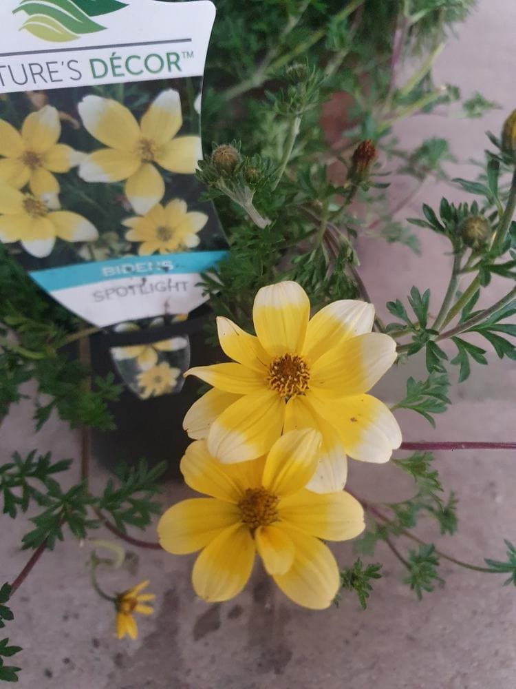 Bidens 'Goldilocks' 6" Pot