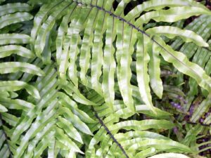 Close-up of overlapping Blechnum 'Water Fern' leaves, exhibiting their elongated, narrow shape and parallel vein pattern. The lush foliage is layered in a dense appearance within a 6" pot.