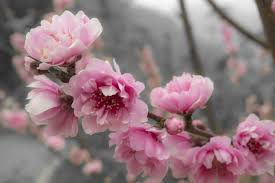 The Prunus 'Bonita Joy' Flowering Peach in a 13" pot showcases pink cherry blossoms in full bloom on its branches, set against a soft gray background, creating an enchanting display.