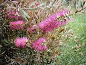 Callistemon 'Rosy Morn' Bottle Brush in a 6" pot features cylindrical rosy morn flowers and light green leaves, thriving in grassy areas.