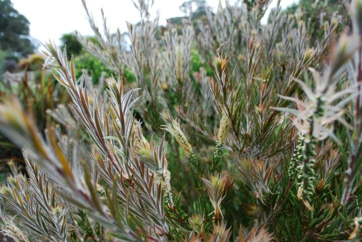 Close-up of dense, spiky green and brown foliage with thin leaves from a Callistemon 'Summer Days™' Bottle Brush in a 6" pot, set against a blurred background.