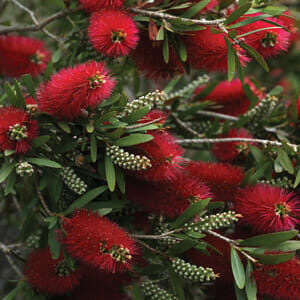 The Callistemon 'Summer Days™' Bottle Brush 6" Pot showcases vibrant red, bottlebrush-shaped flowers and lush green leaves, embodying the essence of warm summer days.