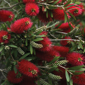 The Callistemon 'Summer Days™' Bottle Brush 6" Pot showcases vibrant red, bottlebrush-shaped flowers and lush green leaves, embodying the essence of warm summer days.