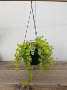 The Lysimachia 'Creeping Jenny' Medium 7" hanging basket displays small, round green leaves elegantly arranged on a wooden surface.