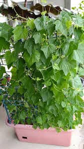 A lush Cucamelon Mexican 3" Pot vine grows densely in a pink rectangular outdoor container.