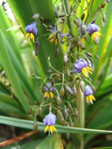 Close-up of Dianella 'Emerald Arch®' Flax Lily in a 6" pot, showcasing its vibrant elongated green leaves and clusters of small purple flowers with yellow stamens.