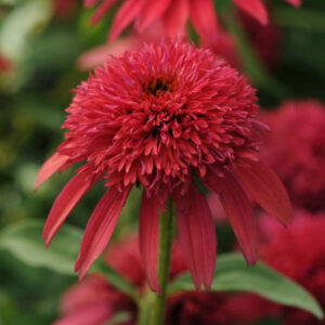 Close-up of the Echinacea 'Double Scoop™ 'Cranberry' Coneflower in a 6" pot, showcasing vibrant red petals with multiple layers, set against a backdrop of green foliage.