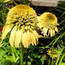 Close-up of Echinacea 'Double Scoop™ 'Lemon Cream' Coneflower with spiky centers and drooping petals in a garden setting.