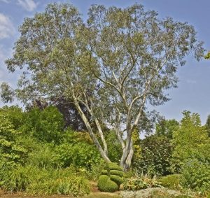 Eucalyptus pauciflora Snow Gum large advanced tree growing in australia