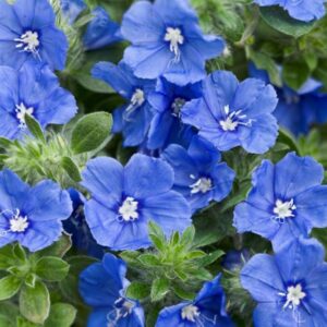 A close-up of Evolvulus 'Blue My Mind®' in a 6" pot, highlighting its stunning blue petals with white centers and lush green leaves.