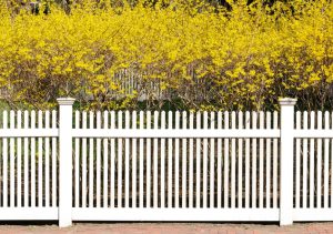 A white picket fence stands before bushes of vibrant yellow flowers, with the Paulownia 'Empress Tree' 8" Pot adding a unique touch to the scene.