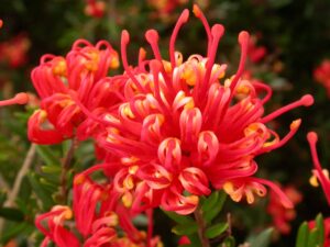 A close-up of the vibrant red and orange Grevillea 'Knockout' PBR displays its distinctive spiky, curled petals surrounded by green leaves in an 8" pot.