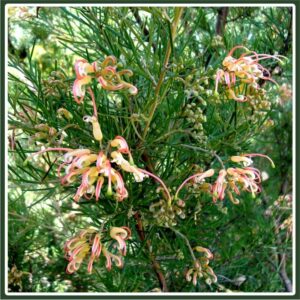 The Grevillea 'Mallee Dawn' 6" Pot features elongated, curly flowers and dense, needle-like green foliage, ideal for adding a unique touch to your garden.
