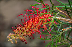 A close-up of the Grevillea 'RSL Spirit of Anzac' flower in a 6" pot, showing its red and yellow thin, curved petals and green leaves against a blurred background.