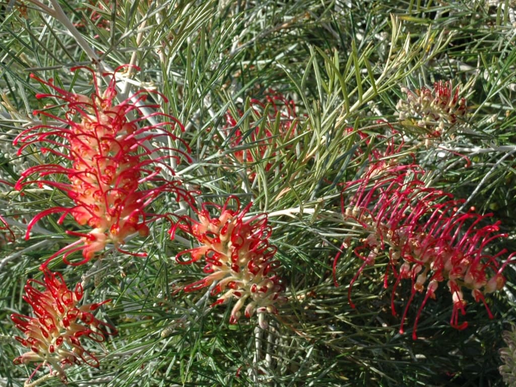 The Grevillea 'RSL Spirit of Anzac' 6" Pot is a dense shrub with striking red flowers featuring long, thin petals and spiky green leaves.