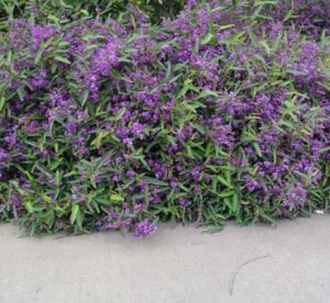The Hardenbergia 'Mini Ha Ha' PBR, grows as a dense shrub with clusters of small purple flowers and green leaves, perfect for a 6" pot along a concrete path.
