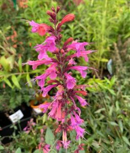 Agastache 'Forever Summer Berry' features tall stalks of vibrant pink tubular flowers and lush green foliage, ideal for gardens and available in a 6" pot.