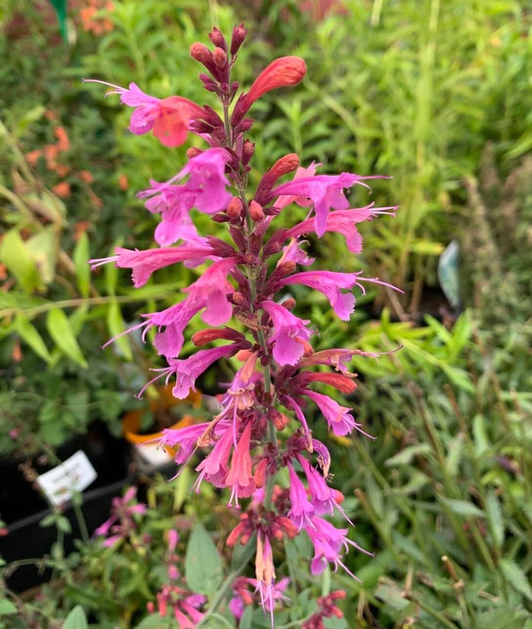 Agastache 'Forever Summer Berry' features tall stalks of vibrant pink tubular flowers and lush green foliage, ideal for gardens and available in a 6" pot.