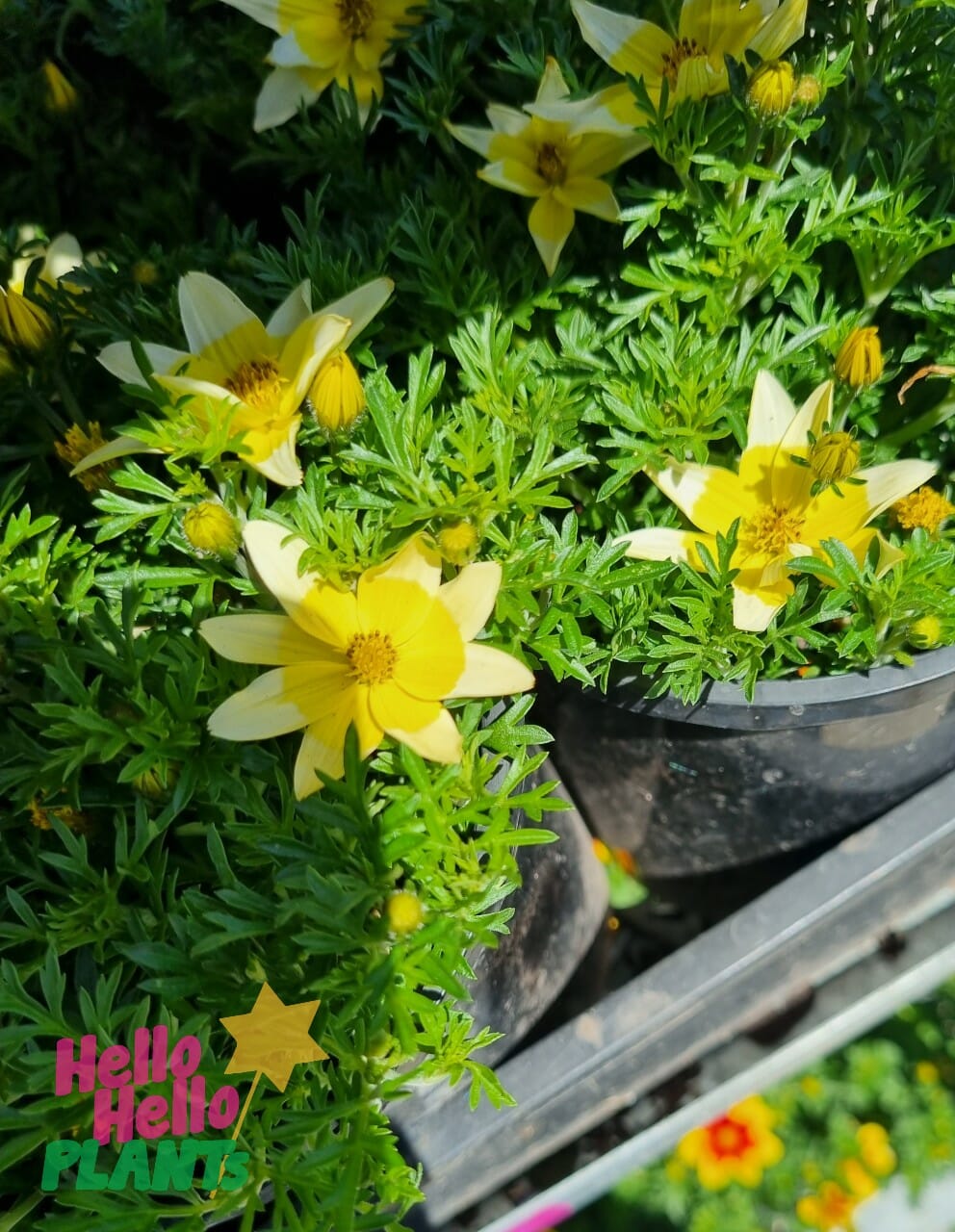 Bidens 'Goldilocks' 6" Pot