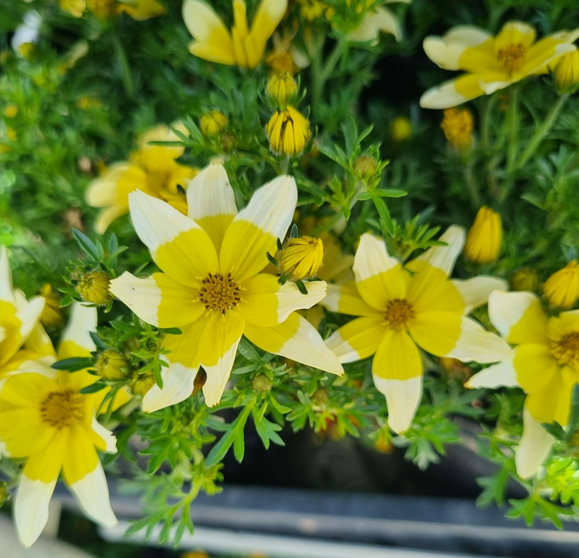 Close-up of Bidens 'Goldilocks' in a 6" pot, showing yellow and white flowers with green foliage, featuring both open blooms and buds.
