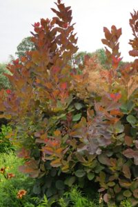 A Cotinus 'Grace' Smoke Bush with reddish-brown, oval leaves stands out among green foliage in an outdoor garden under natural light.