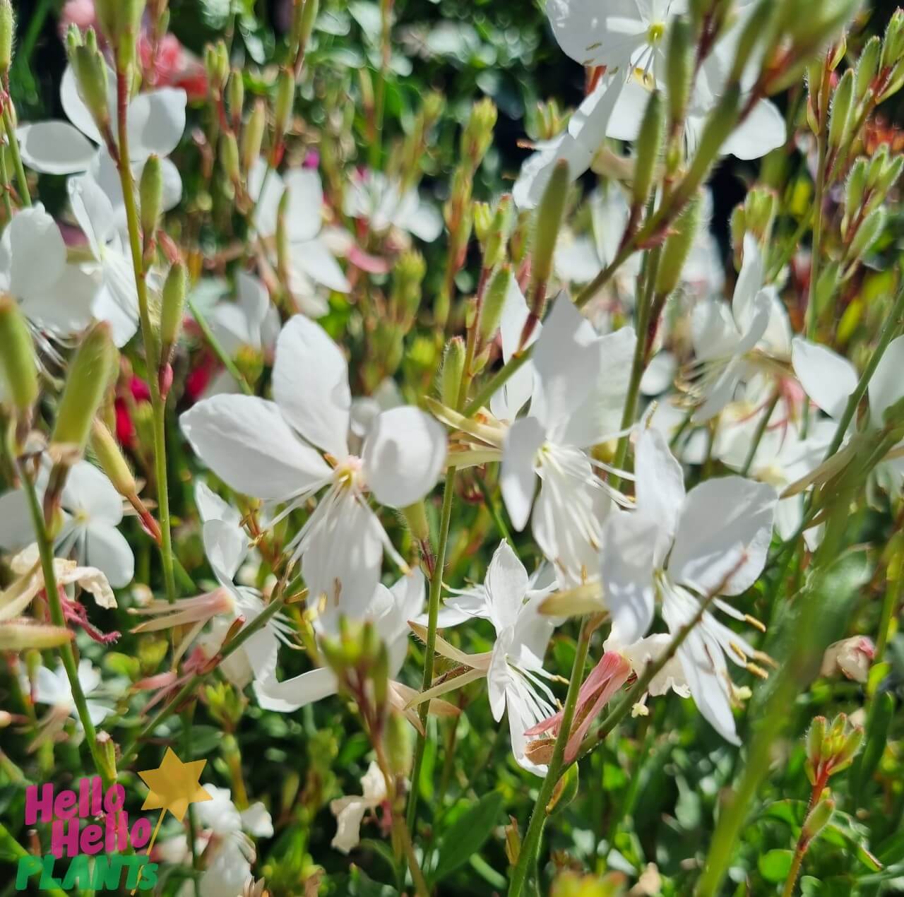 Gaura 'White' Butterfly Bush