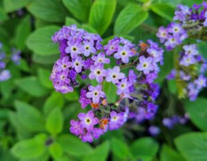 Heliotropium arborescens 6" Pot features clusters of small purple and white flowers with green leaves, thriving as a delightful potted plant.