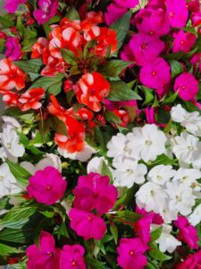 Impatiens Mix features vibrant red, magenta, and white blooms set against lush green leaves—a striking option for adding color to any garden with Impatiens Mix flower seeds.