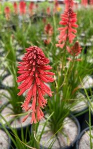 Kniphofia 'Poco™ Red' features elongated, tubular blooms in black nursery pots, surrounded by green, grass-like leaves.